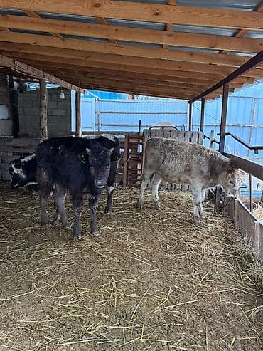 арзан иттер: Сатам | Бука (эркек) | Бордоп семиртүү үчүн — 7