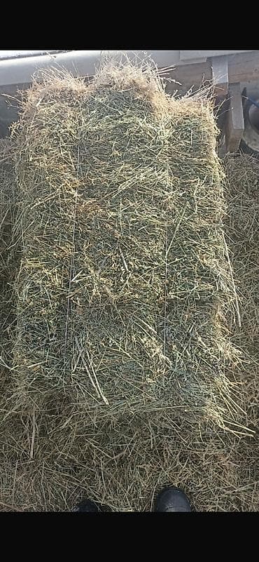 canada goose: Таза Тоо чоп 320 сом доставкасы менен Сено в тюках (прямоугольные — 1