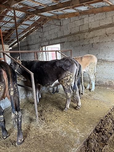 жаны уйлор: Сатам | Бука (эркек) | Аргын | Бордоп семиртүү үчүн | Байланган — 1