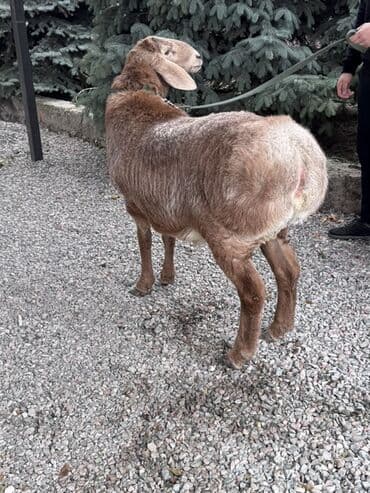 аляский маламут купить: Продаю | Ягненок, Баран (самец) | Арашан | Для разведения — 5