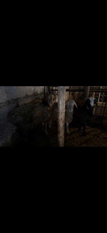 бээ сатылат: Сатам | Кочкор (эркек) — 2