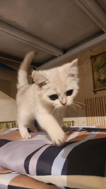 котята золотая шиншилла: Скотиш Страйт (Шотландская прямоухая), 3 месяца, Мальчик, Серебристая шиншилла, Приучена к лотку — 4