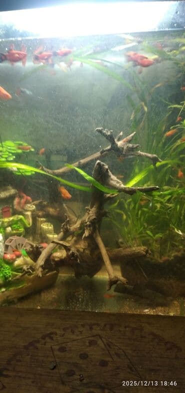 фильтр для аквариума бишкек: Аквариум 50 литров отдам всё что есть на фото — 5