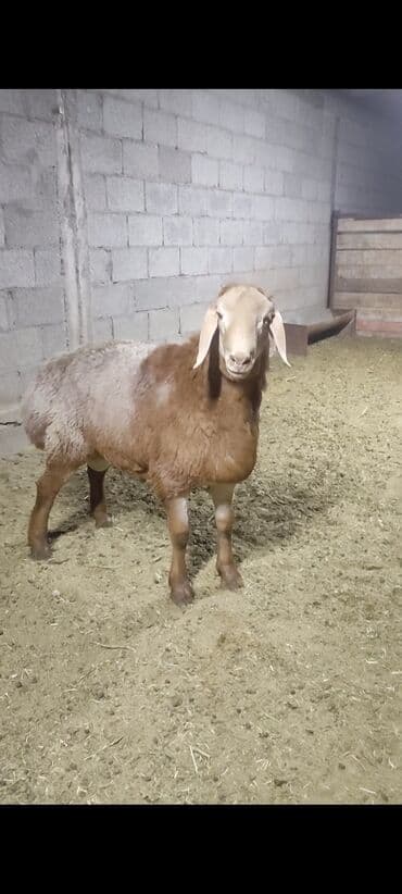 хаски шенок: Продаю | Баран (самец) | Для разведения | Племенные — 9