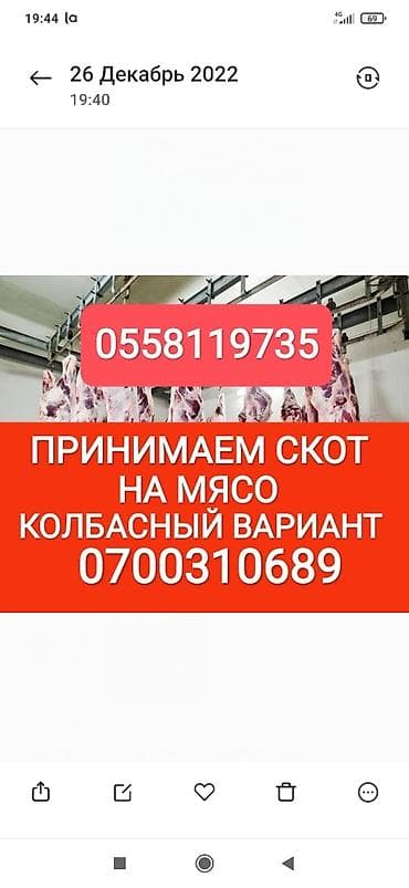 Частное лицо, Колбасный цех : Коровы, быки, Лошади, кони, Другие с/х животные, | Круглосуточно, Любое состояние, Забитый at lalafo.kg Частное лицо, Колбасный цех : Коровы, быки, Лошади, кони, Другие с/х животные, | Круглосуточно, Любое состояние, Забитый