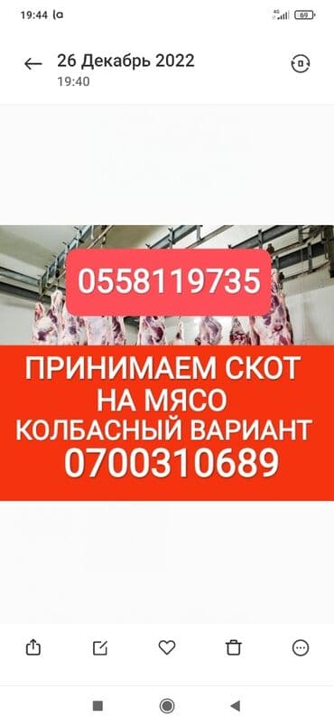 продажа домашних животных: Куплю | Коровы, быки, Лошади, кони, Другие с/х животные | Круглосуточно, Любое состояние, Забитый — 1