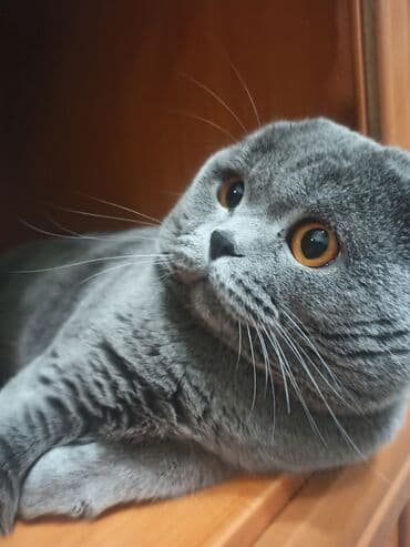 вислоухая кошка сколько стоит: Вязка, не продажа! Наш любимый котик, своенравный, но, в тоже время — 2