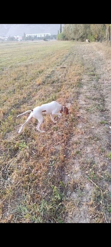 японская порода собак акита ину: Пойнтер, 5 айлык, Ургаачы, Эмделген — 1