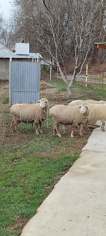 парода бука: Продаю | Овца (самка) | Полукровка | Для разведения | Матка — 6