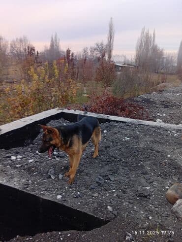 Ит кууту: Немис овчаркасы, 11 айлык, Эркек, Эмделген — 5