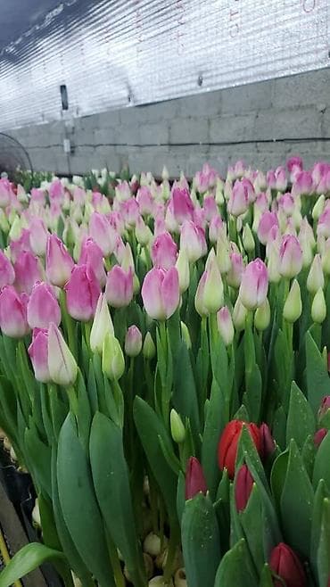 оформление цветов: Организация мероприятий | Букеты, флористика — 6