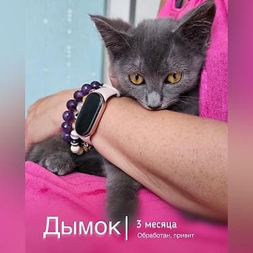 курт: Мышык бекер берилет: Породасыз, 3 айлык, Эркек, Лотокко барууга үйрөтүлгөн, Курттардан тазаланган — 1