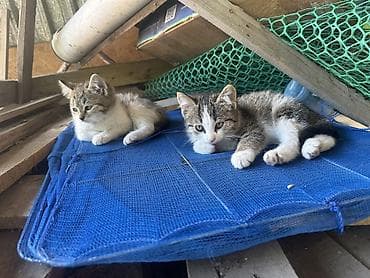 Кошки: Отдам в добрые руки. Котята домашние, разного окраса — 1