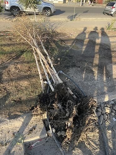 ячмень семенник: Саженцы деревьев для озеленения - Порода: лиственные деревья с — 1