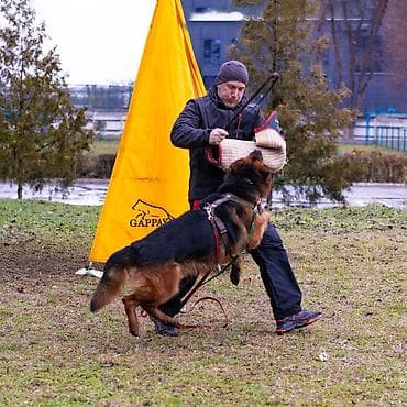 немецкий сабака: Вязка: Немецкая овчарка, Самец, 3 года, С родословной — 8