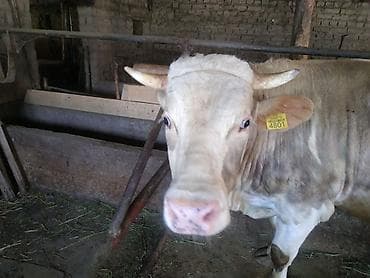 где купить черепаху: Продаю | Бык (самец) | На откорм, На забой, Для разведения — 3