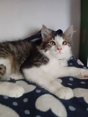 отдам кошечку в добрые руки: 2 месяца, Девочка — 7