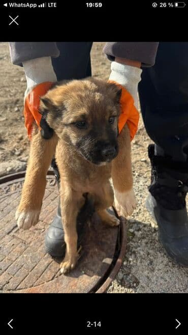 Вязка собак: 2 месяца, Самка — 3