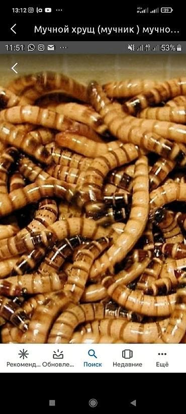 арзан ат: Зофобас зоофобас зоофобус живой корм штука 10 мучник 1 штука — 1