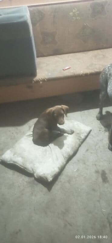 собака продажа: Дратхаар, 3 месяца, Самка, С прививкой — 1