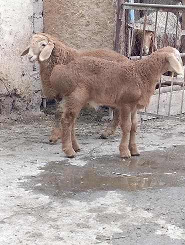 Баран, овца: Продаю | Овца (самка) | Полукровка | На забой | Ярка — 9