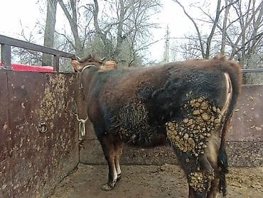 хмонг собака цена россия: Продаю | Корова (самка), Тёлка, Музоо, торпок | На забой, Для разведения, На откорм | После отела — 3