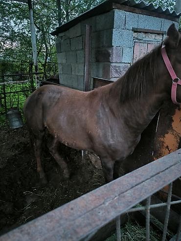 отдам голубей: Продаю | Жеребец | На забой — 1