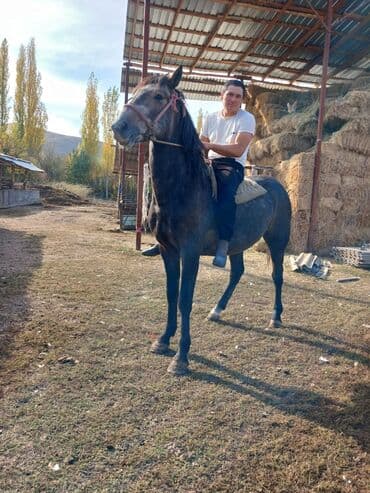 собака для охраны: Продаю | Конь (самец) | Рабочий — 5