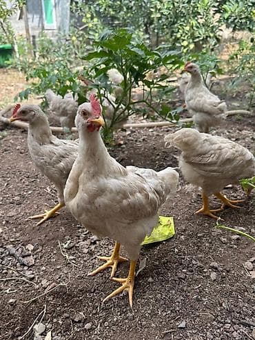 Животные: Продаю | Куры | Домашняя | Для разведения — 3