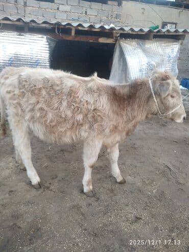 Собаки: Продаю | Тёлка | Для разведения — 6