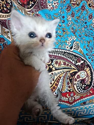 манчкин коты: Шотландский котёнок с крупными выразительными глазами и короткой — 2