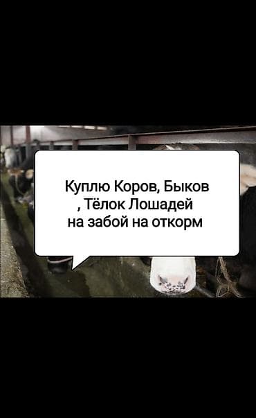 кой кыркан агригат: Частное лицо : Коровы, быки, | На забой, на мясо — 1