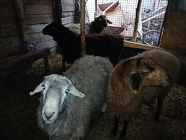 бараны на забой: Продаю | Овца (самка) | Для разведения — 2