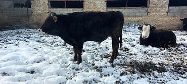 быки токмок: Продаю | Бык (самец) — 2