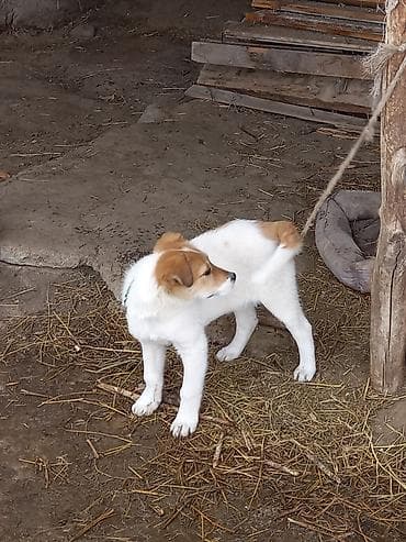 Грызуны: 3 месяца, Самка, С прививкой — 3