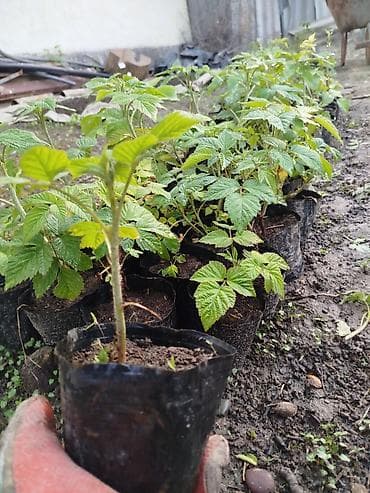 черешня купить: Малина элита сорт! Полонез! чачырабайт цвет: яркорозовый вкус  — 2