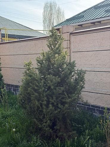 хвойная лапа: Хвойные декоративные деревья для ландшафта. - Породы — 2