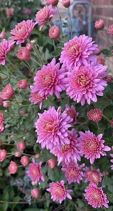 малинова: Саженцы — 5