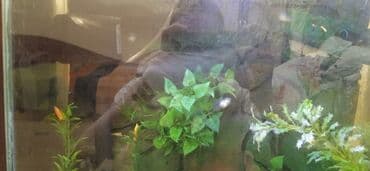 корм для форел: Гуппи одна стоит 150 - Аквариумные живородящие рыбки гуппи (Poecilia — 8