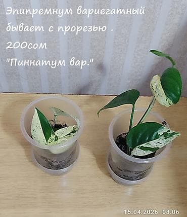 себе: Колеусы. Несколько сортов. Эпипремнум " Золотистый". Эпипремнум "Себу — 10