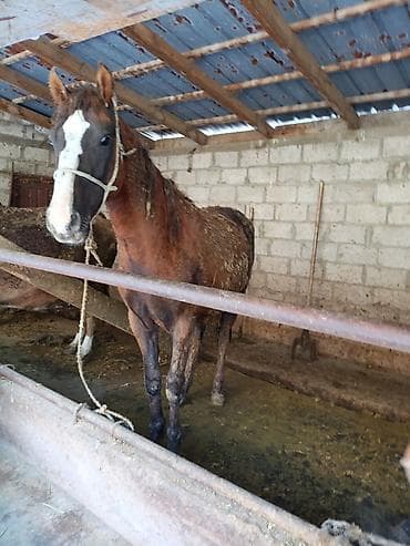 алабай: фото щенки: Продаю | Жеребец | Рабочий — 1