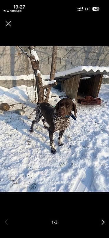 ветеринар собак: Курцхаар, 3 года, Самка, С родословной — 3