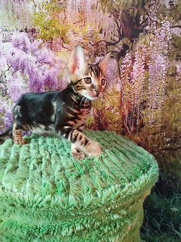 британская кошка цена: Бенгальская, 2 месяца, Мальчик, Черный, Приучена к лотку, Проглистована, С документами — 8