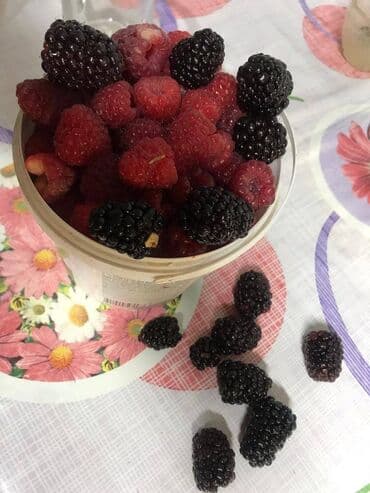 секатор аккумуляторный с телескопической ручкой: Көчөттөр : Кара бүлдүркөн, Акылуу жеткирүү — 9