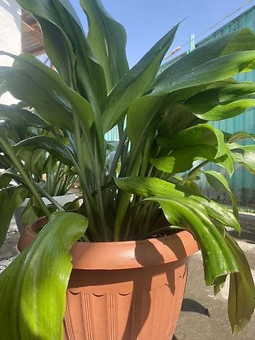 Комнатные растения: Аспидистра (Aspidistra elatior) в декоративном горшке Амазонская — 1