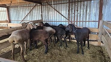 уй сатып алам бишкек: Сатам | Ургаачы кой (ургаачы) | Көбөйтүү үчүн | Ургаачы — 2