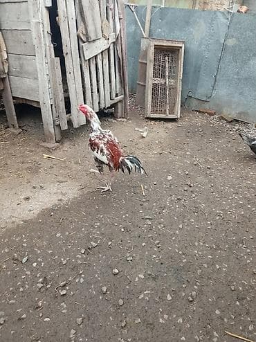 попугай птицы: Продаю | Петух | Бойцовая | Для разведения — 3