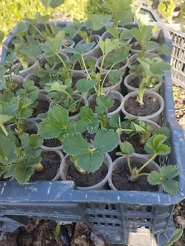 Рассада садовой земляники (клубники) в индивидуальных стаканчиках -