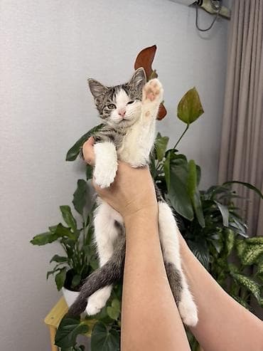 Продажа кошек: 🐾 Отдам котёнка — прирождённого охотника! 🐾 Ищете надёжного защитника — 3