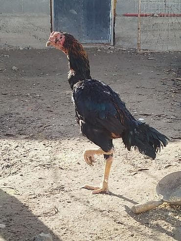 ковчег приют для животных бишкек: Дакан тулок короз сатылат активный алмашу жолдору бар адрес Заря — 1